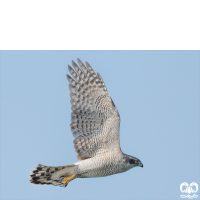 گونه طرلان Northern Goshawk 